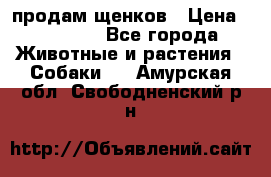 продам щенков › Цена ­ 15 000 - Все города Животные и растения » Собаки   . Амурская обл.,Свободненский р-н